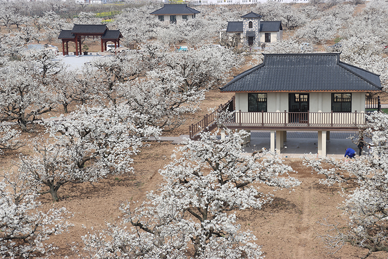 梨花語景區(qū)梨園