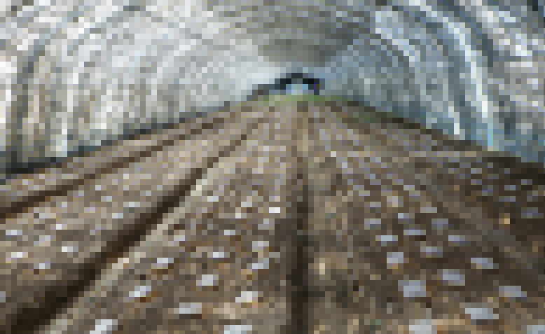 界牌鎮(zhèn)周莊村羊肚菌種植基地大棚羊肚菌迎來豐收季