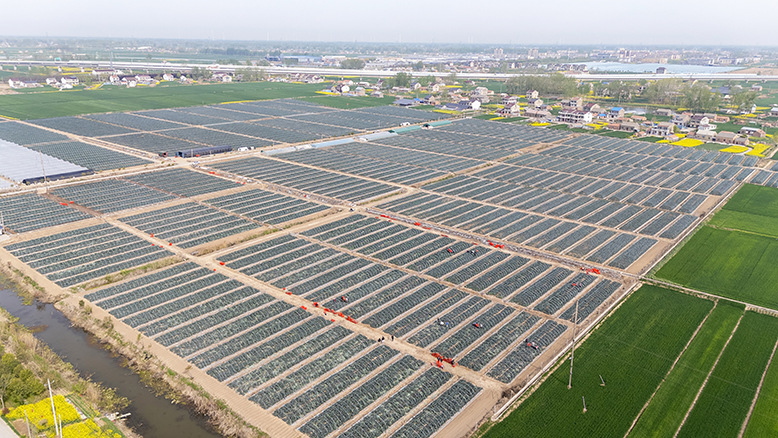 界牌鎮(zhèn)大力發(fā)展西藍(lán)花種植