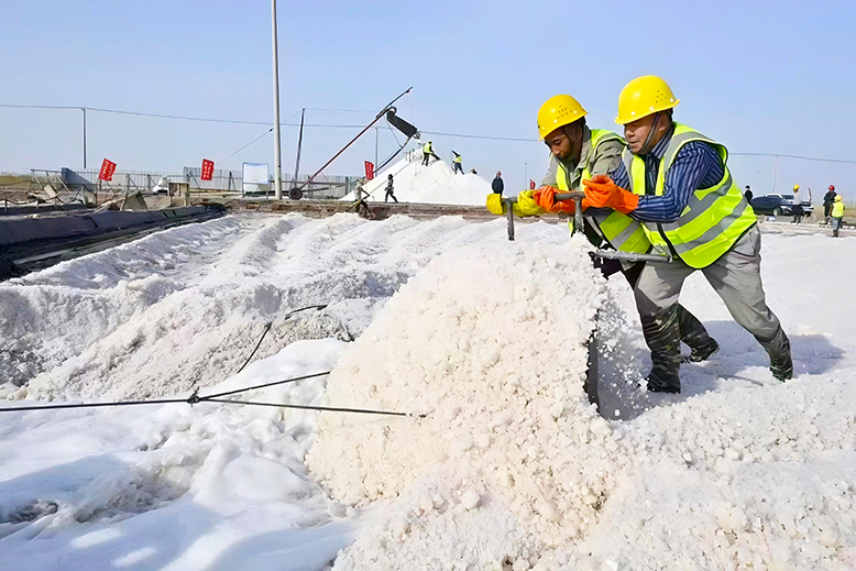 新灘鹽場加緊進(jìn)行春季扒鹽作業(yè)