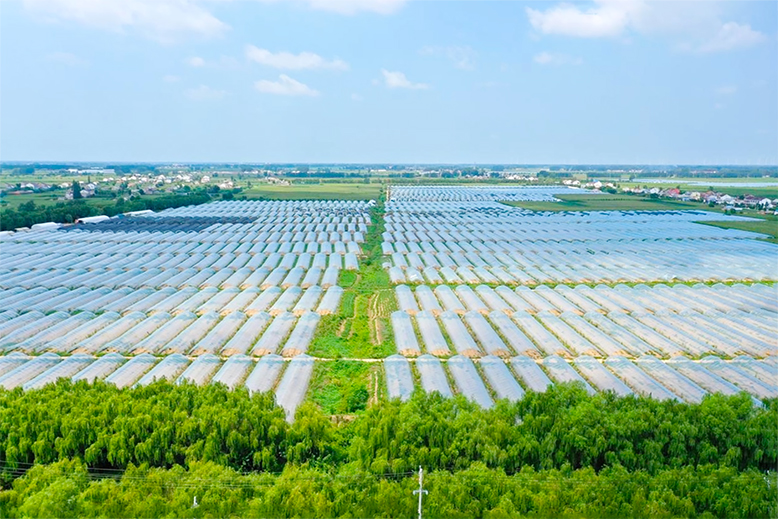 八巨鎮(zhèn)巨峰村打造500余畝設施果蔬示范基地