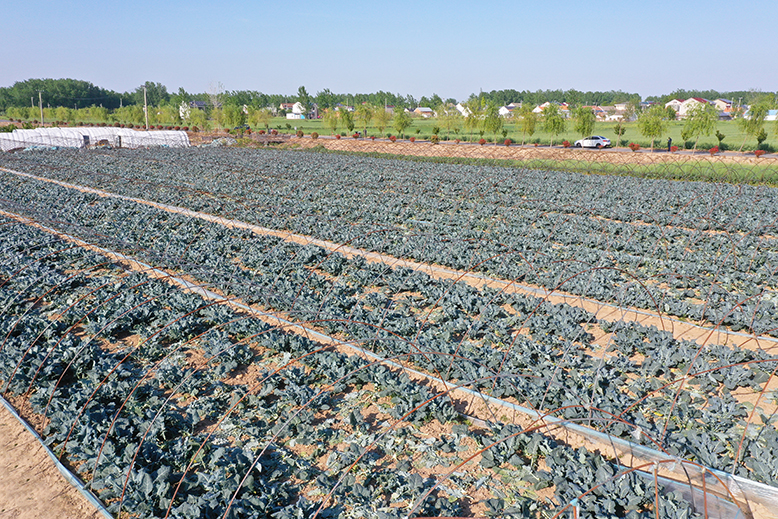 坎北街道肖港村西藍花種植基地