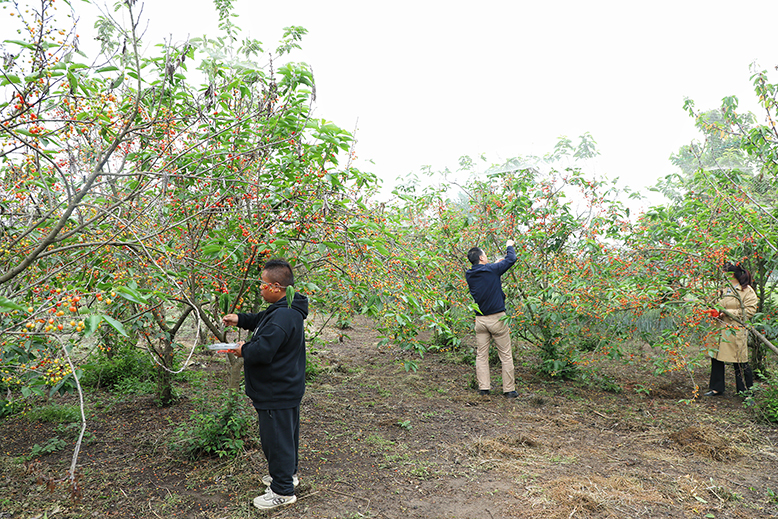 東坎街道興莊村欽連家庭農場櫻桃園