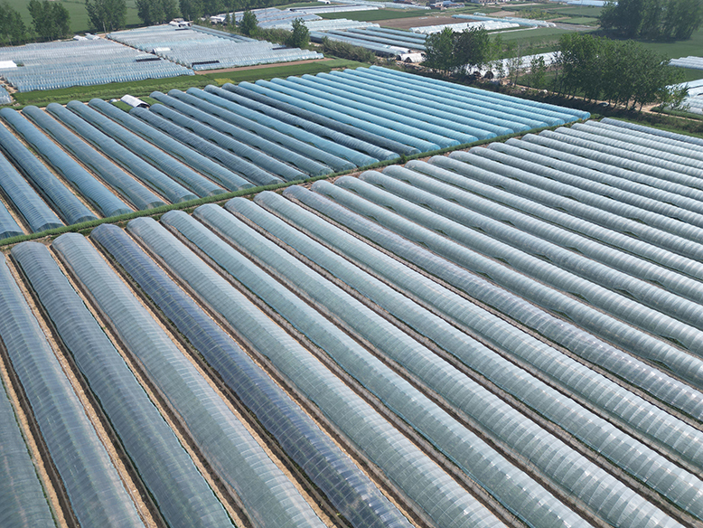 東坎街道單莊村西瓜種植基地