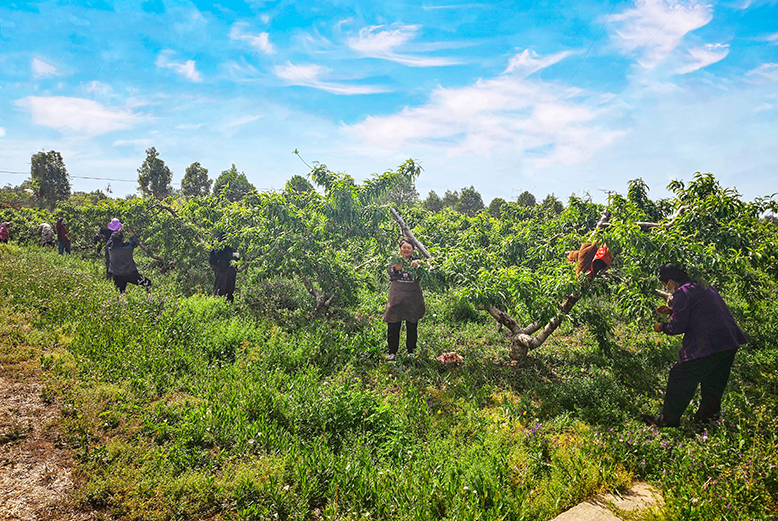 縣農(nóng)業(yè)園田園墨歌綠色生態(tài)果園