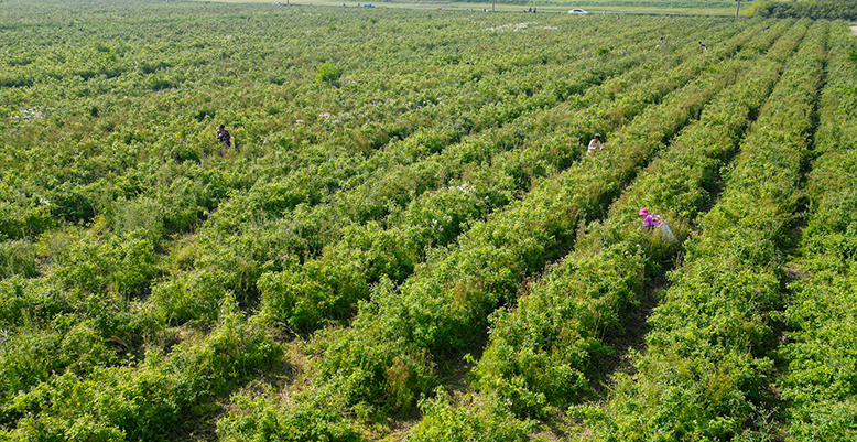 界牌鎮(zhèn)竹林村玫瑰種植基地