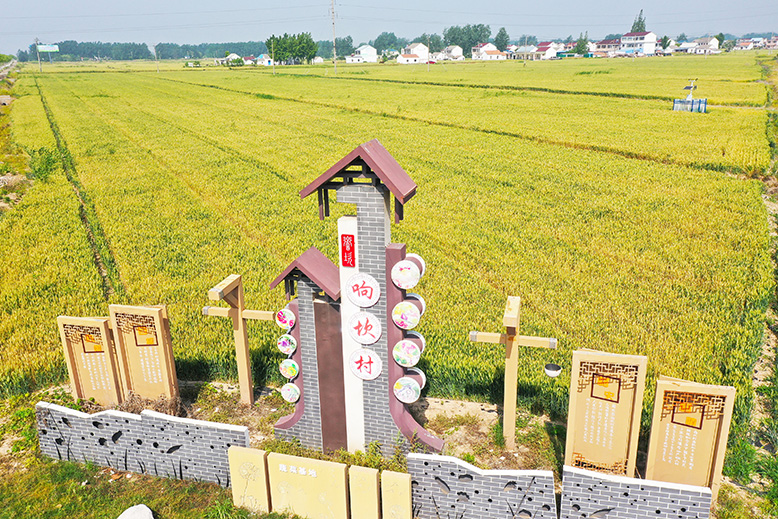 坎北街道響坎村小麥種植基地