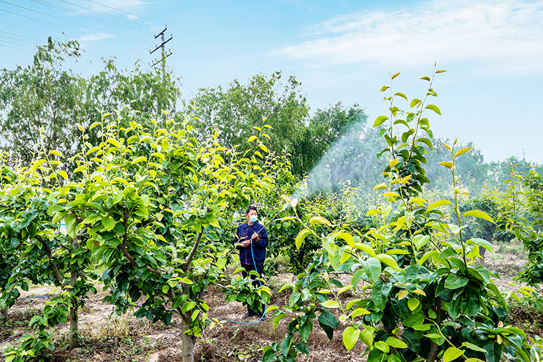 東坎街道新安村對(duì)梨樹(shù)開(kāi)展防治工作