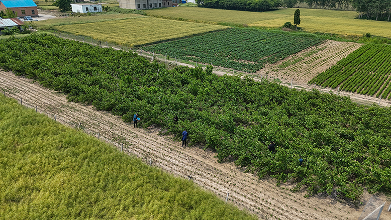 濱海港經(jīng)濟(jì)區(qū)雙堆村桑果園