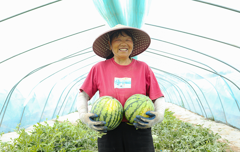 界牌鎮(zhèn)香果園家庭農(nóng)場(chǎng)村民采摘西瓜