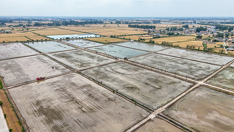 我縣大力推進(jìn)機(jī)插秧作業(yè)