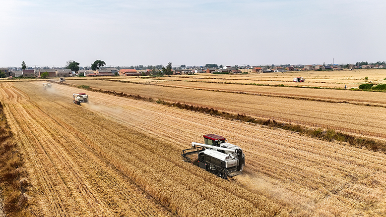 風(fēng)吹麥浪滿地香 又到一年麥?zhǔn)諘r(shí)