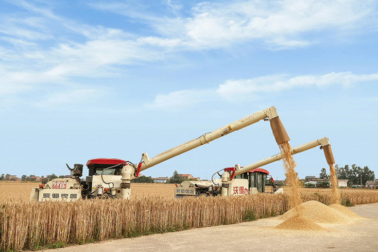 蔡橋鎮(zhèn)十四頃村夏收