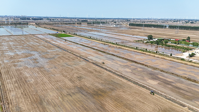 我縣各地?fù)屪マr(nóng)時(shí)開展栽插秧苗工作