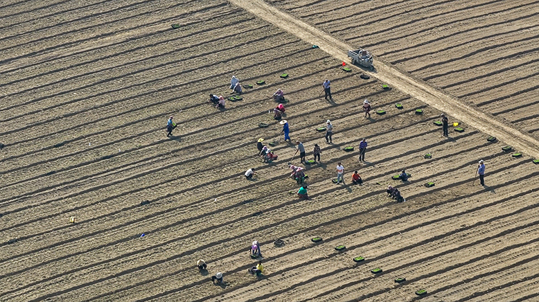 界牌鎮(zhèn)淮南村村民種植菊花