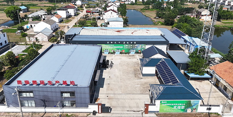 坎北街道呂灘村發(fā)展菌菇產業(yè)