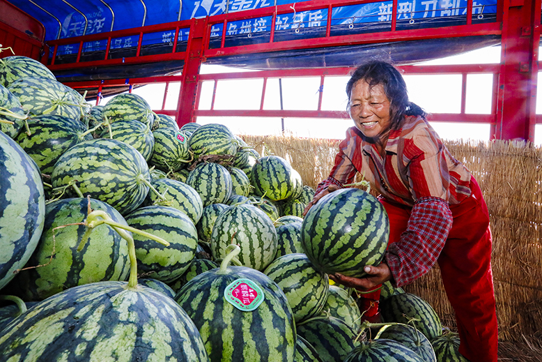 坎北街道呂灘村種植戶加緊采摘成熟西瓜裝車