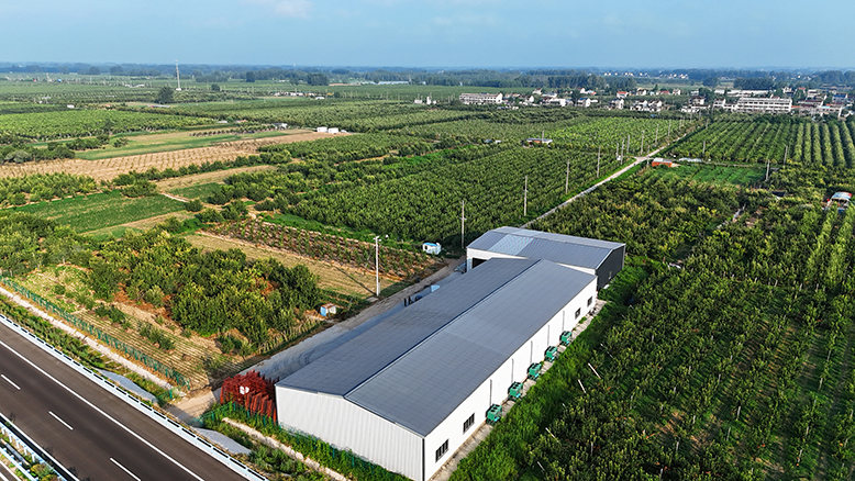 縣農業(yè)園大鵬果園蜜梨成熟上市