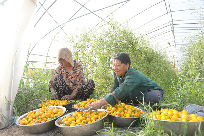 東坎街道東三村趣農家庭農場采摘現場