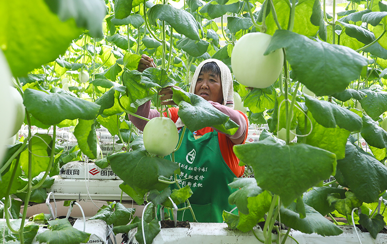 縣農旅集團農科園發(fā)展智能化甜瓜種植