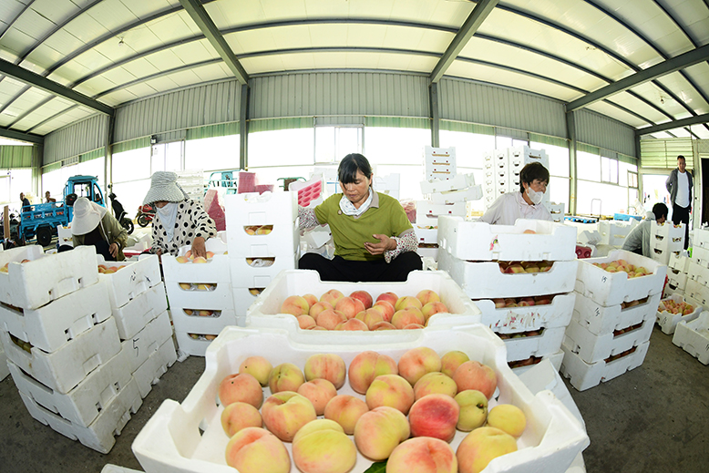 田園墨歌綠色生態(tài)果園