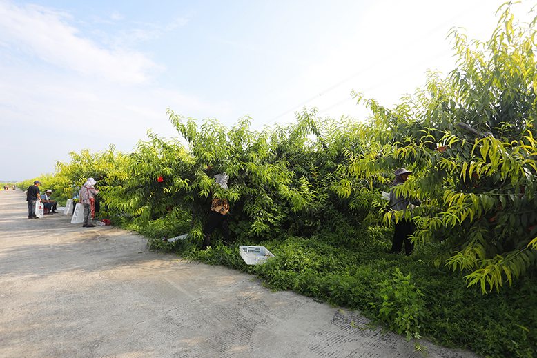 縣農(nóng)業(yè)園田園墨歌綠色生態(tài)果園黃桃迎來豐收季
