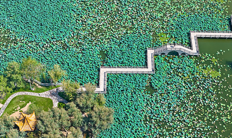 濱海公園荷花競相綻放