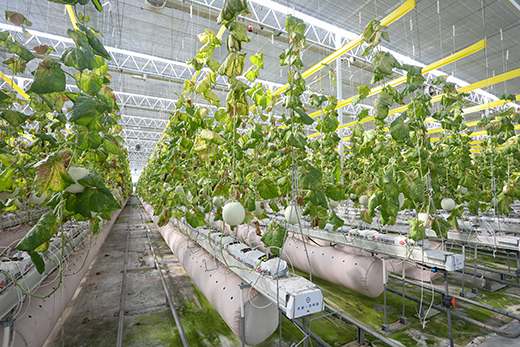 濱海農(nóng)旅農(nóng)科園玉菇甜瓜迎來(lái)豐收季