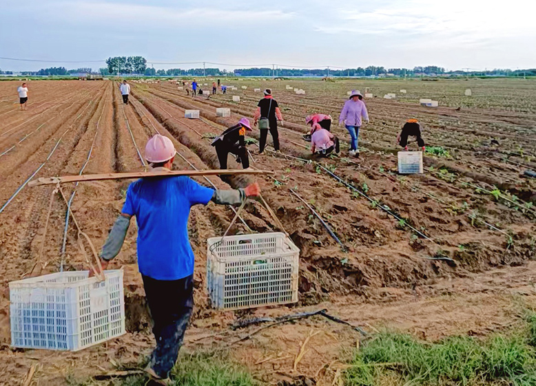 界牌鎮(zhèn)淮河片組織勞力搶植千畝連片秋茬西藍(lán)花