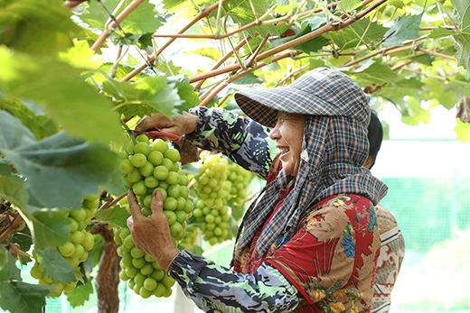 濱淮鎮(zhèn)公玉村“好農(nóng)家”合作社葡萄種植基地