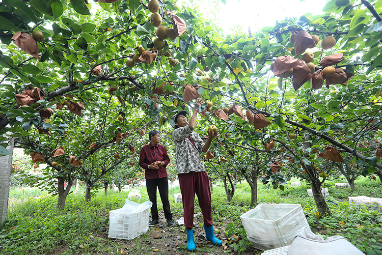 縣農(nóng)業(yè)園星柏家庭農(nóng)場