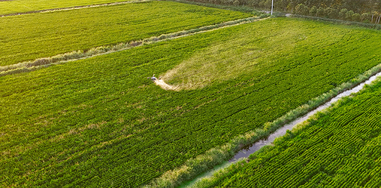 我縣力奪水稻豐產(chǎn)豐收