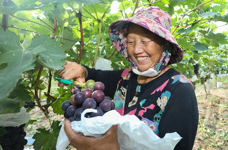 濱淮鎮(zhèn)公玉村王記久紅生態(tài)葡萄園