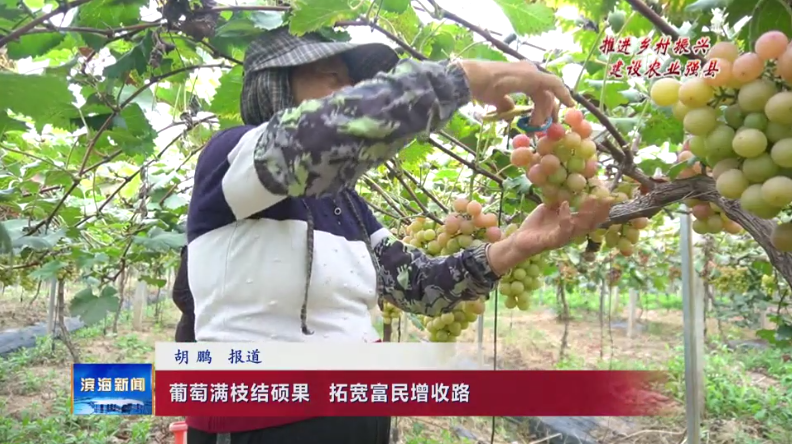 【推進(jìn)鄉(xiāng)村振興?建設(shè)農(nóng)業(yè)強(qiáng)縣】葡萄滿枝結(jié)碩