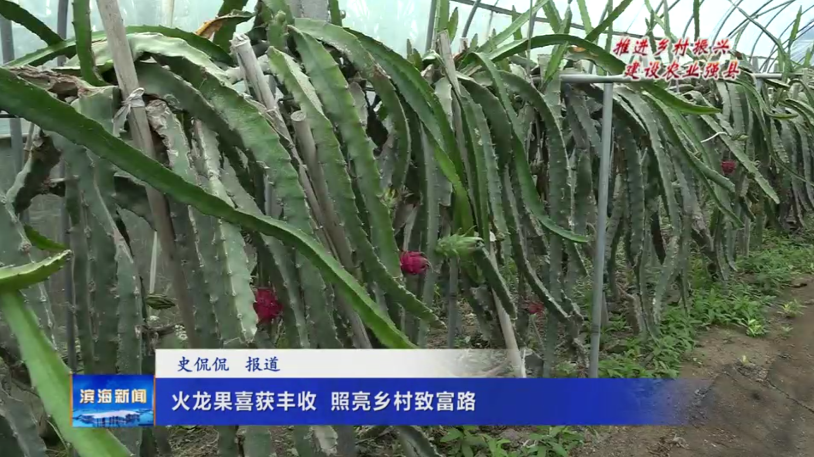 【推進鄉(xiāng)村振興?建設(shè)農(nóng)業(yè)強縣】火龍果喜獲豐